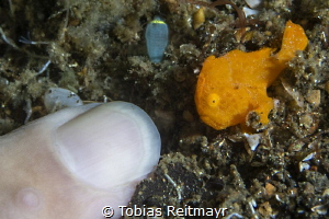 Tiny Painted frogfish, Police Pier, Lembeh Strait by Tobias Reitmayr 